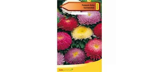 Pompom-Aster 'Gartenstolz'