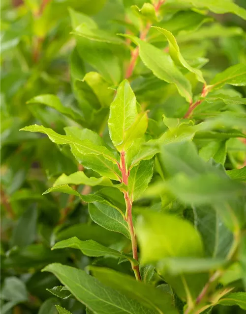 Vaccinium corymbosum 'Lucky Berry'®