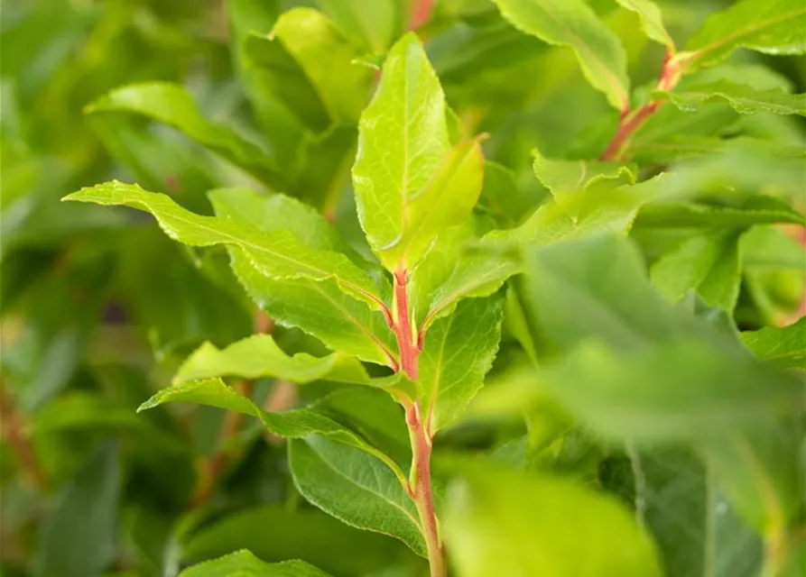 Vaccinium corymbosum 'Lucky Berry'®