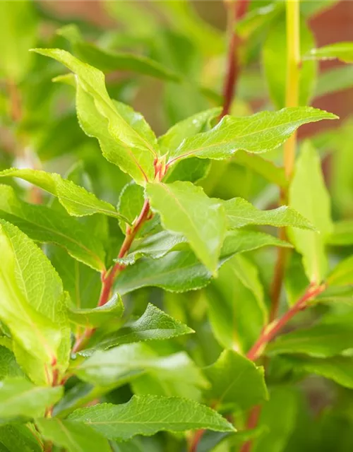 Vaccinium corymbosum 'Lucky Berry'®