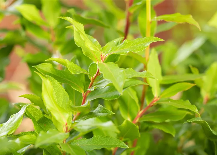 Vaccinium corymbosum 'Lucky Berry'®