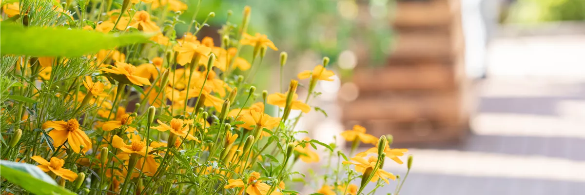 Tagetes tenuifolia