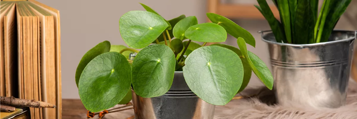 Pilea peperomioides