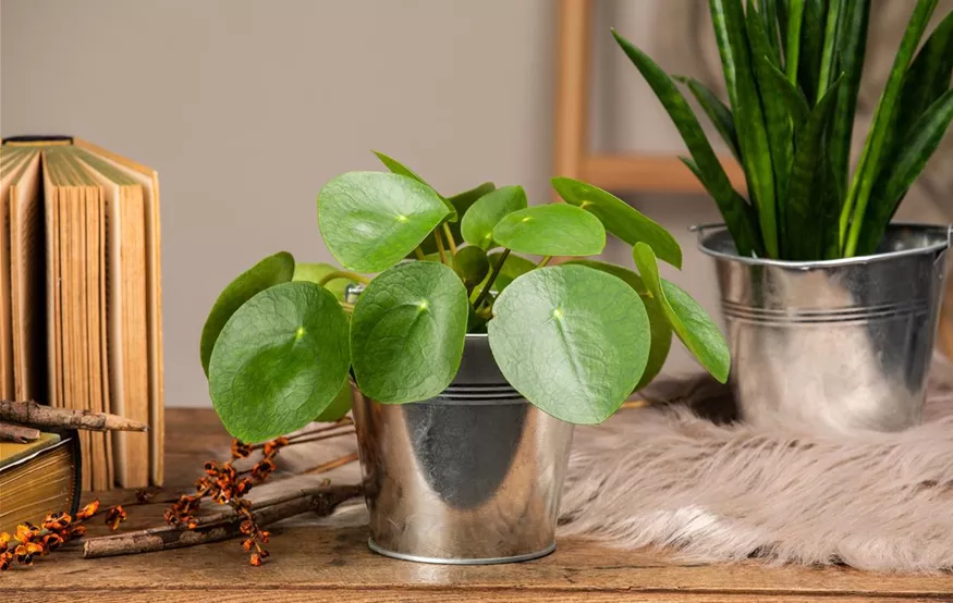 Pilea peperomioides (GS650588.jpg)