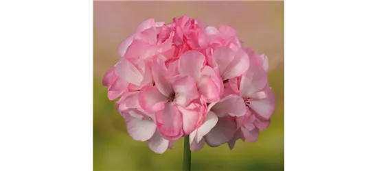 Stehende Geranie 'Grandeur® Power Blush'