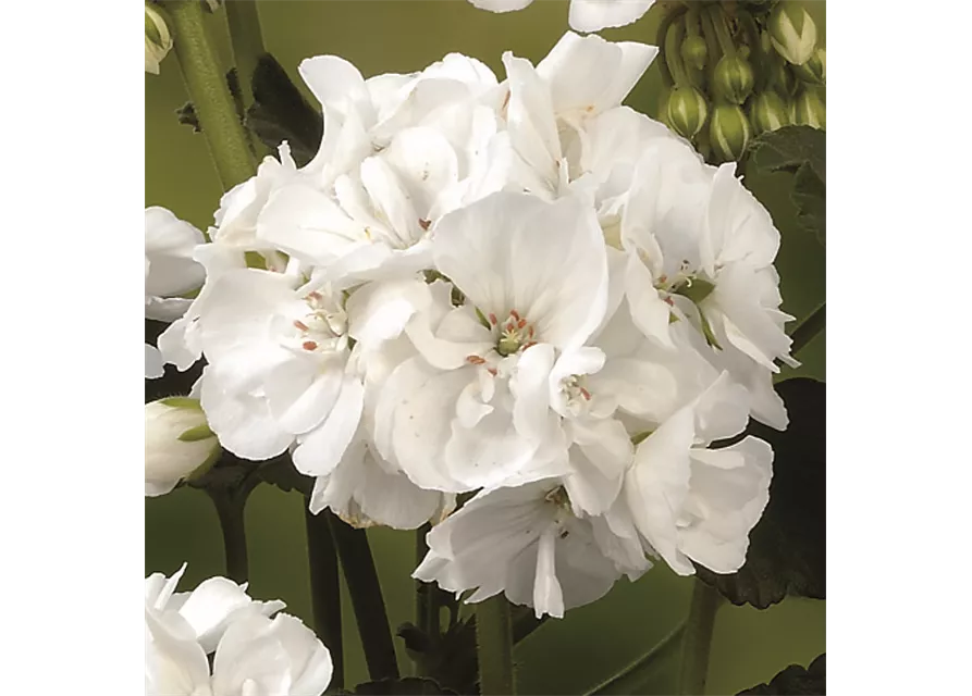 Stehende Geranie 'Grandeur® Power White'