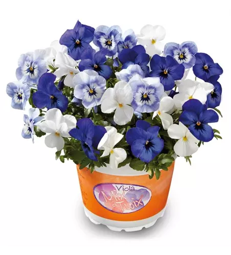 Hornveilchen 'Mix a Twix® Marina, Eye in the Sky, Snow'