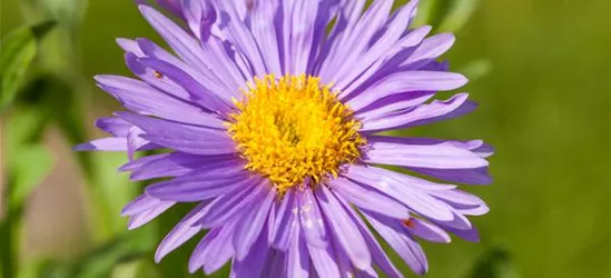 Alpen-Aster