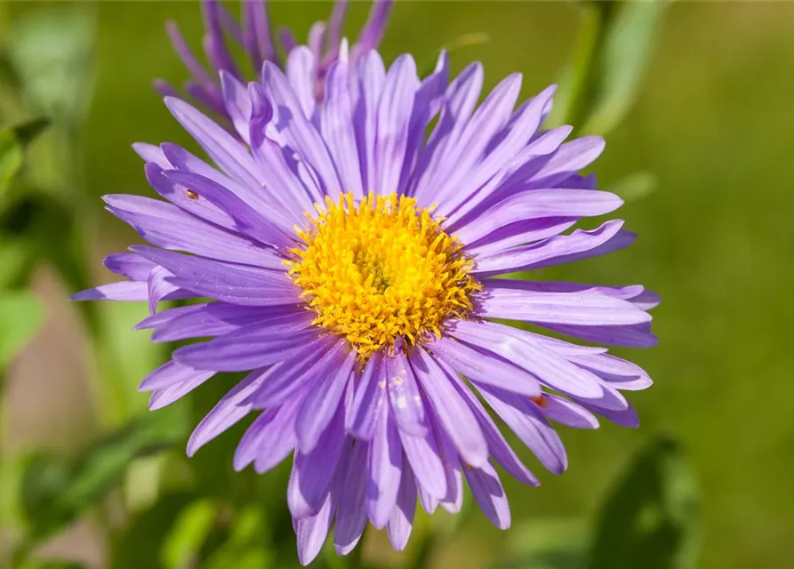 Alpen-Aster