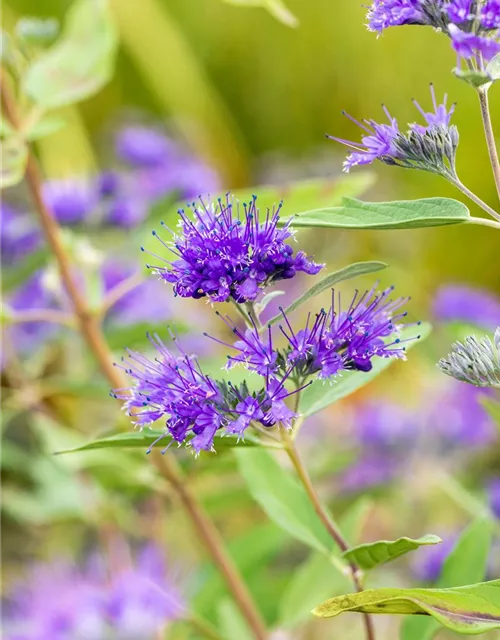 Bartblume 'Heavenly Blue'