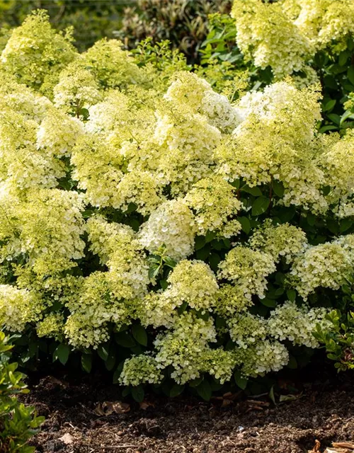 Rispenhortensie 'Bobo'®