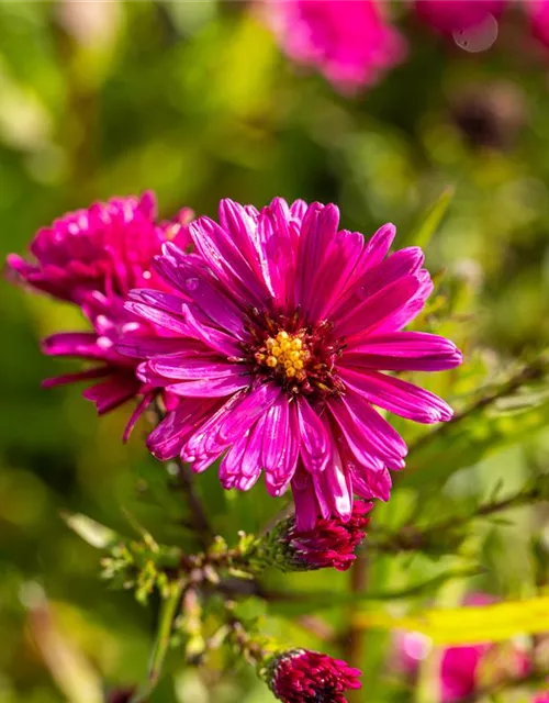 Garten-Glattblatt-Aster 'Royal Ruby'