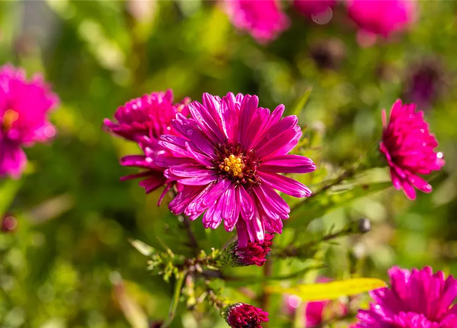 Garten-Glattblatt-Aster 'Royal Ruby'