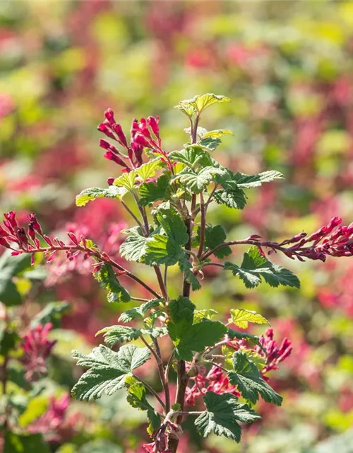 Zierjohannisbeere 'Pulborough Scarlet'