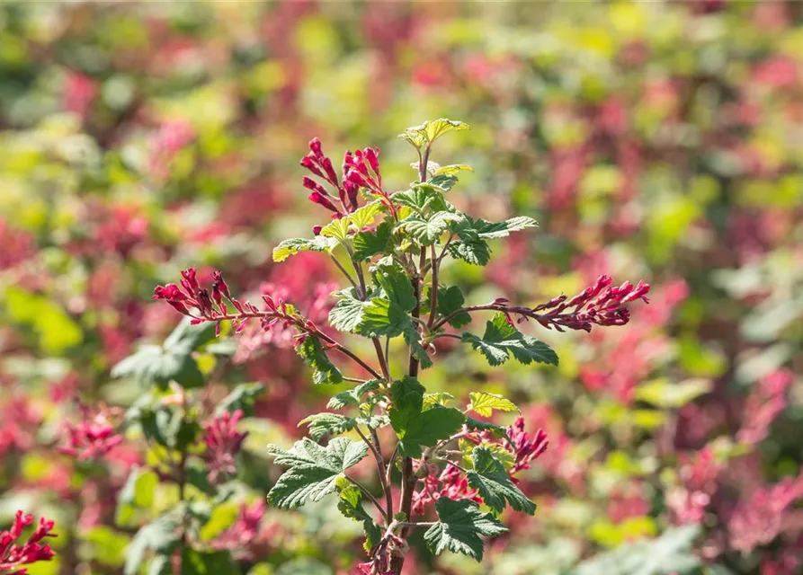 Zierjohannisbeere 'Pulborough Scarlet'