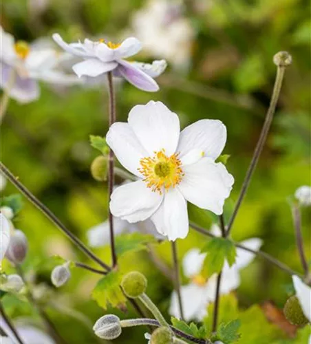 Garten-Herbst-Anemone 'Whirlwind'