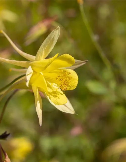 Langspornige Garten-Akelei 'Maxistar'