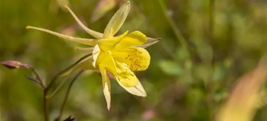 Langspornige Garten-Akelei 'Maxistar'