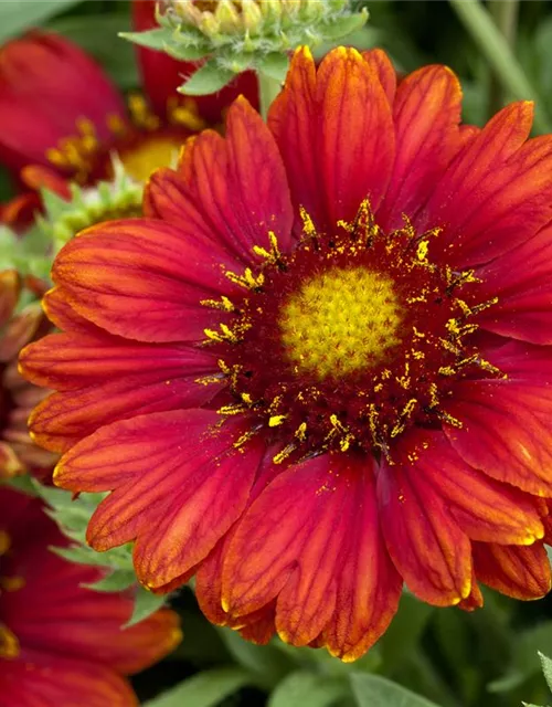 Großblumige Kokardenblume