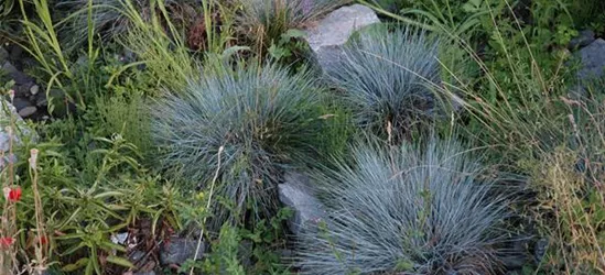 Kleiner Garten-Blau-Schwingel 'Glaucantha'