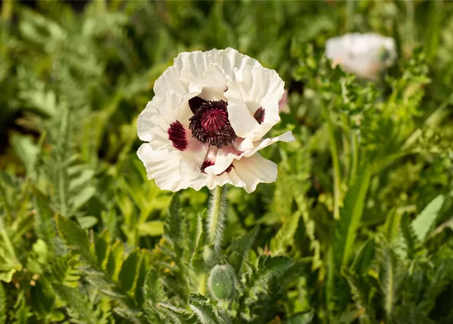 Orientalischer Mohn