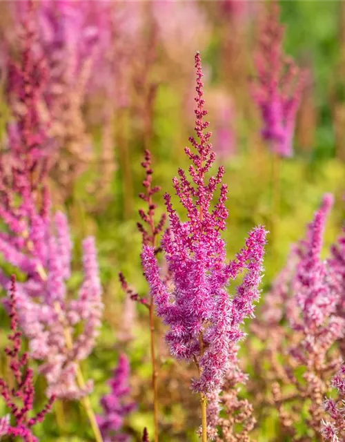 Lanzen-Astilbe 'Purpurlanze'