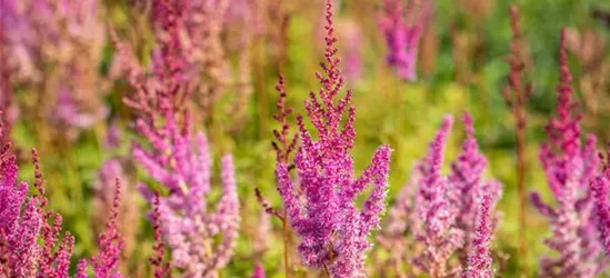 Lanzen-Astilbe 'Purpurlanze'