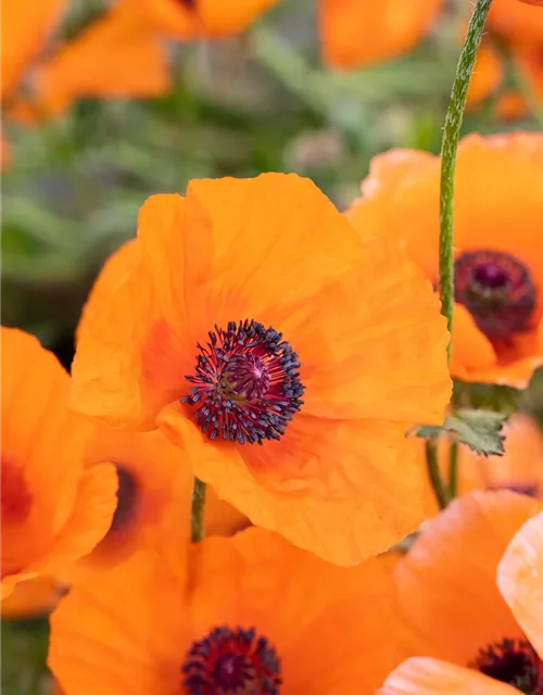 Orientalischer Garten-Mohn 'Harvest Moon'