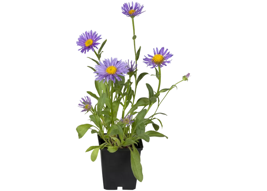 Sommer-Aster