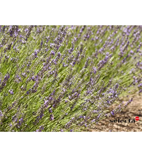 Bastard-Garten-Lavendel 'Grosso'