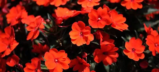 Sonnenlieschen 'SunPatiens® Compact Orange'