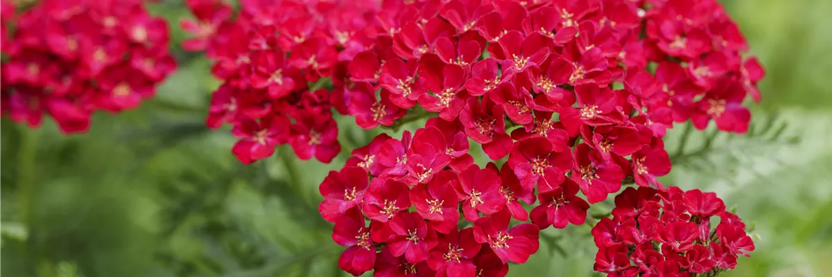 Achillea millefolium 'Pomegranate'®