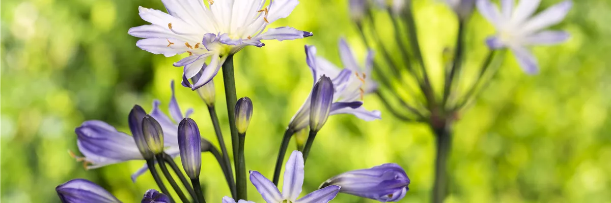 Agapanthus africanus