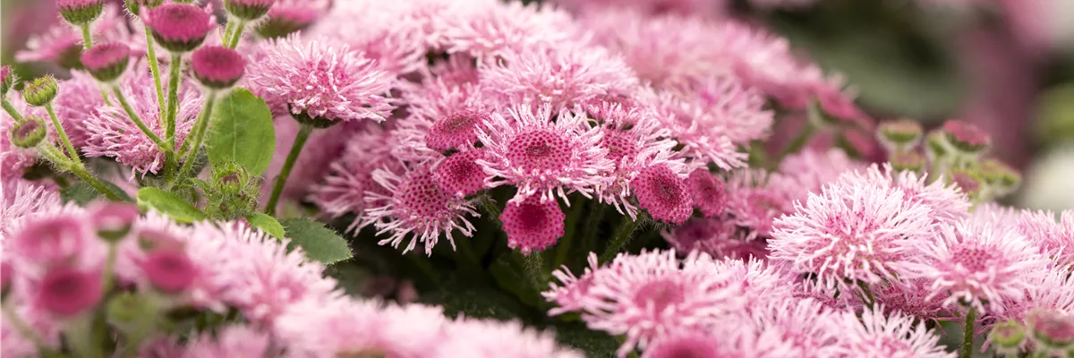 Ageratum 'BUMBLE'®