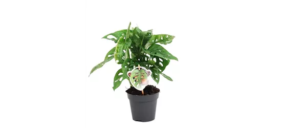 Fensterblatt 'Monkey Leaf'