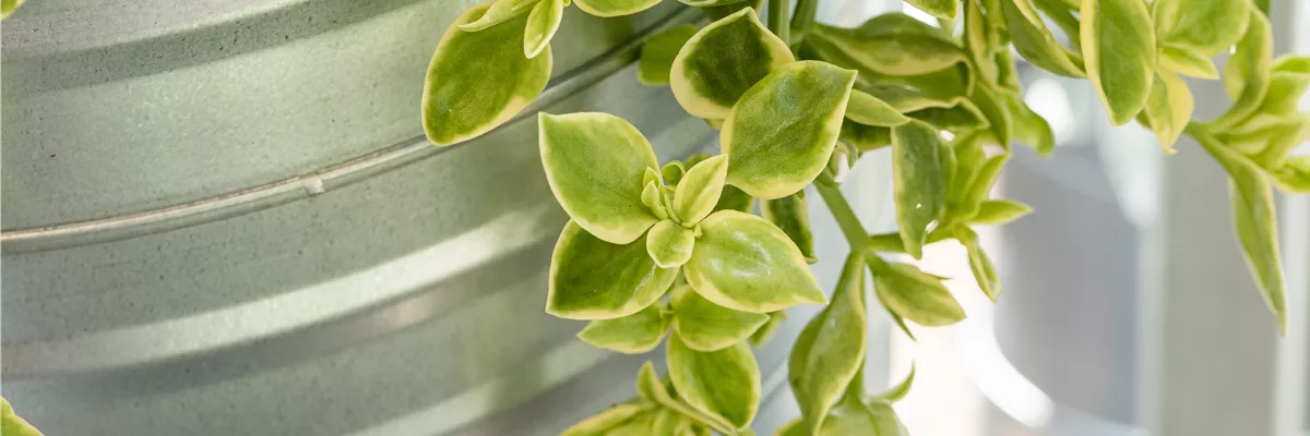 Aptenia cordifolia 'Variegata'