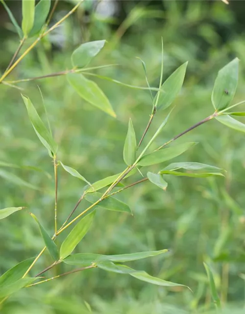 Fargesia murielae 'Early Green'