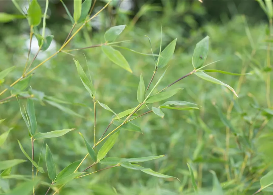 Fargesia murielae 'Early Green'