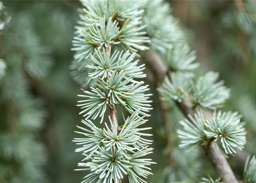 Blaue Zwerglärche 'Blue Dwarf'