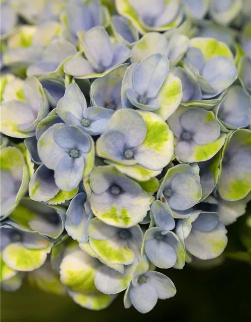 Hortensie 'Magical Revolution'®