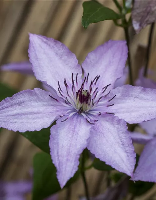 Clematis hybrida 'Hagley Hybrid'