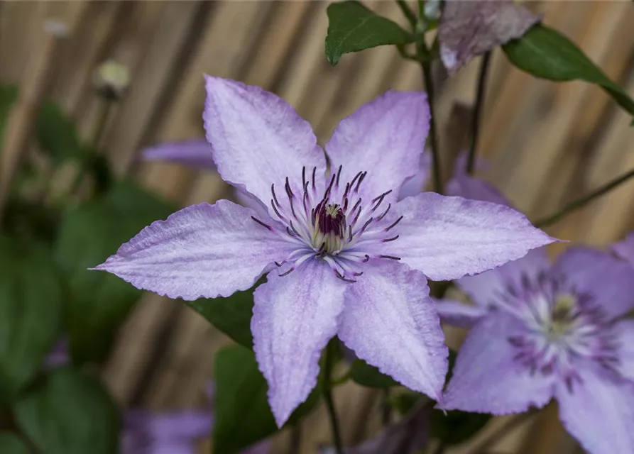 Clematis hybrida 'Hagley Hybrid'