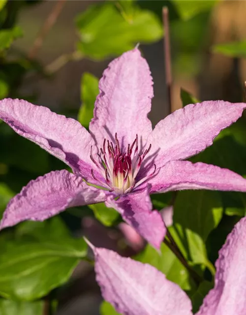 Clematis hybrida 'Hagley Hybrid'