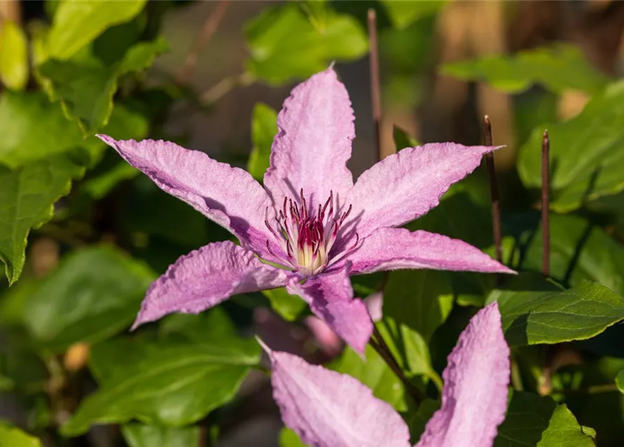 Clematis hybrida 'Hagley Hybrid'