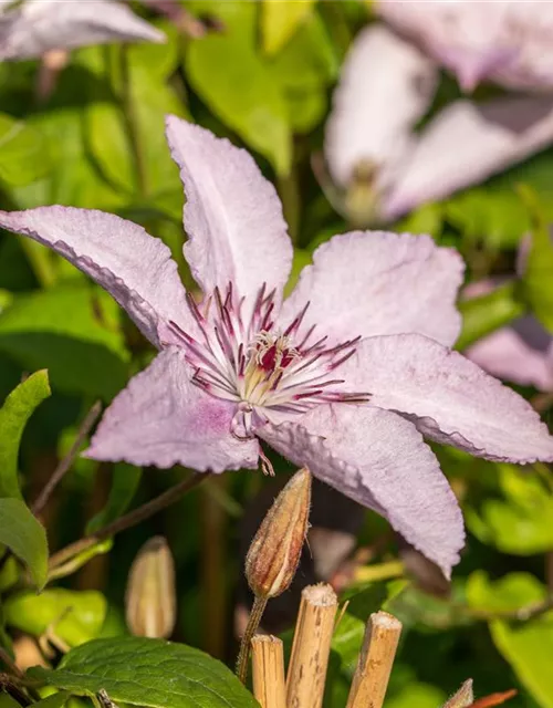 Clematis hybrida 'Hagley Hybrid'