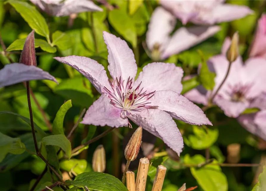 Clematis hybrida 'Hagley Hybrid'