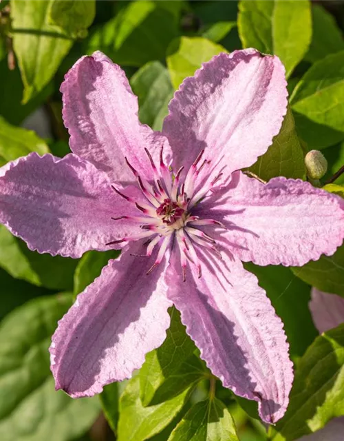 Clematis hybrida 'Hagley Hybrid'