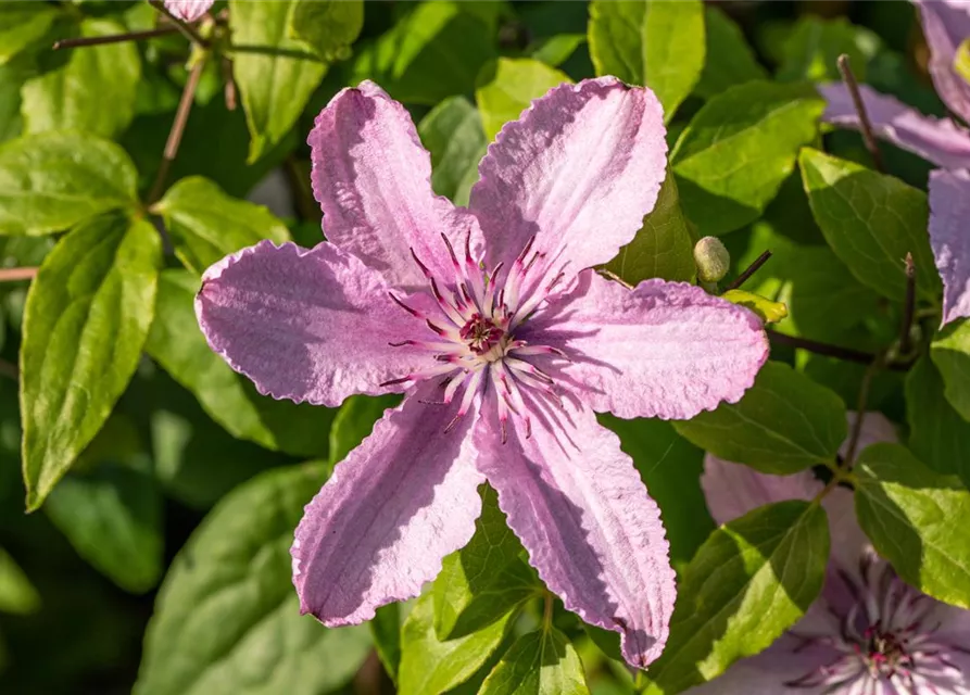 Clematis hybrida 'Hagley Hybrid'