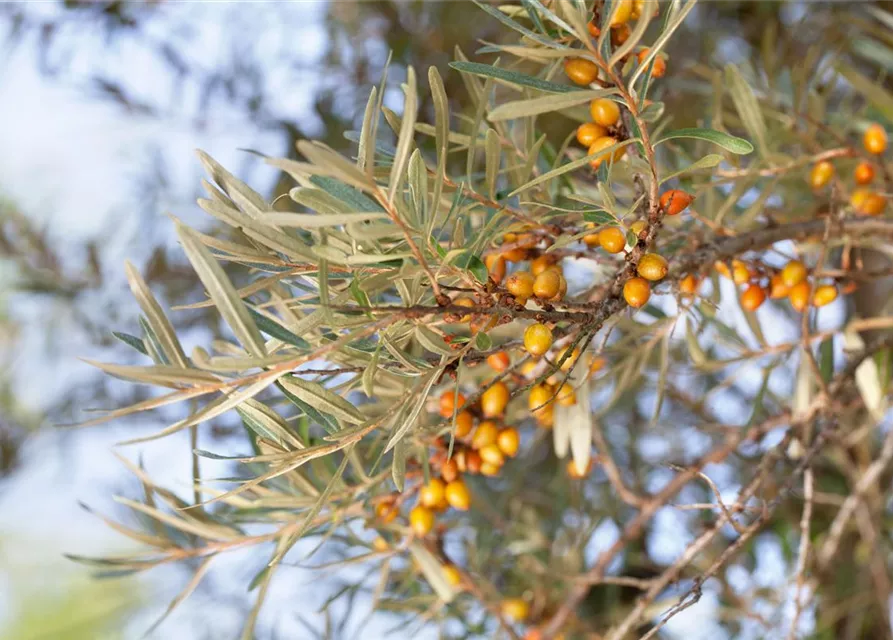 Hippophae rhamnoides 'Leikora'