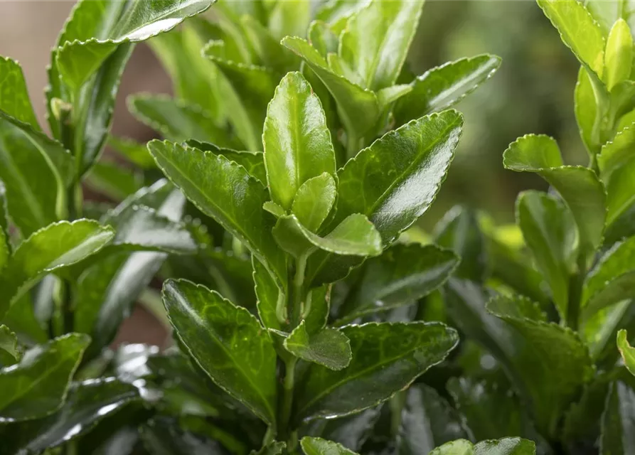 R Euonymus japonicus 'Green Wonder'